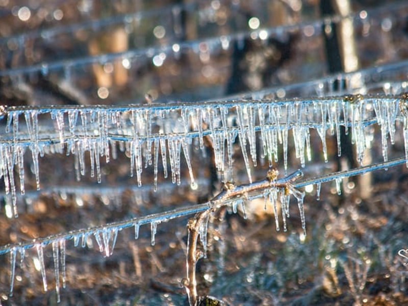 Frost i Bourgogne 2016