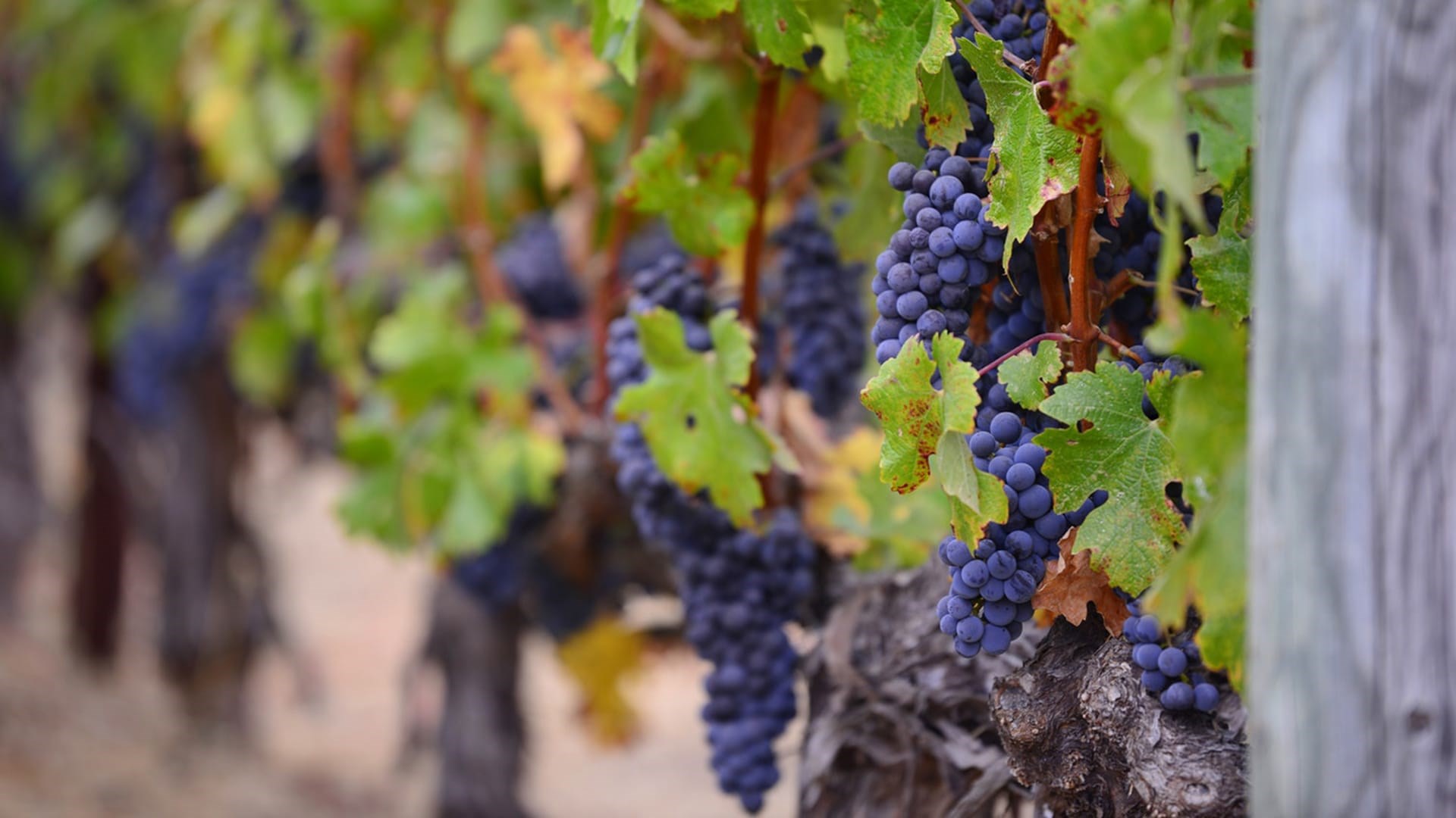 Vitis vinifera er den mest udbredte specie i vinproduktion