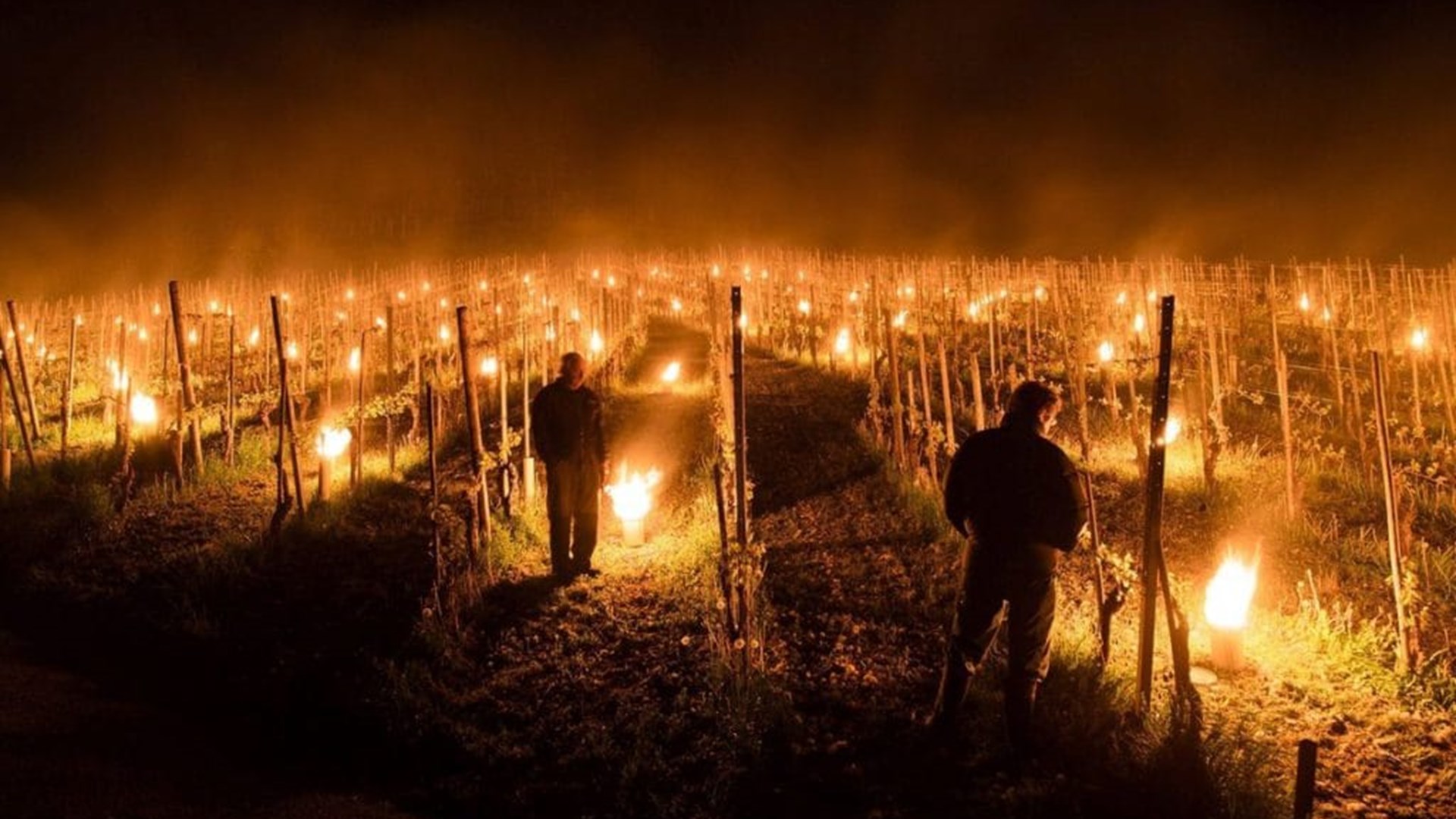 Frost over Bourgogne