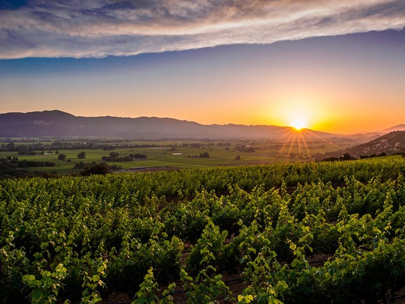 Napa Valley vineyard