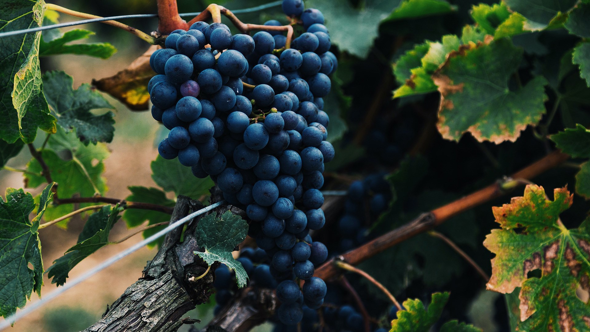 druer, vitis vinifera 