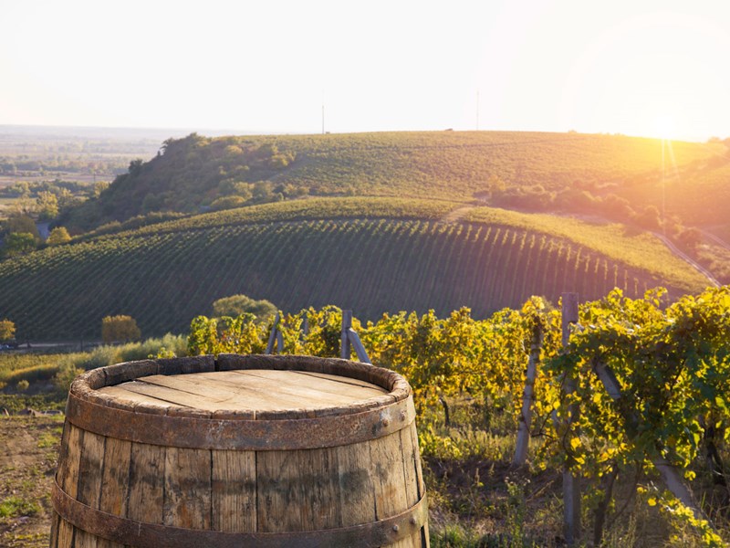 bolgheri-viewpoint