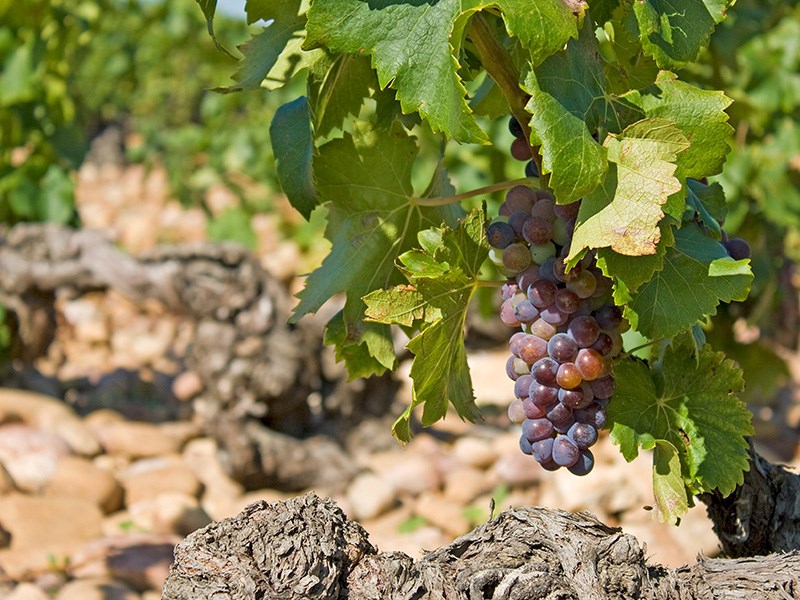 Grenache Châteauneuf-du-Pape 